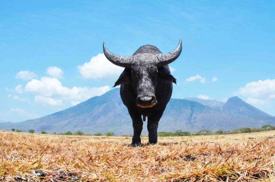 Kunjungi Baluran di musim kemarau untuk savana yang memukau!