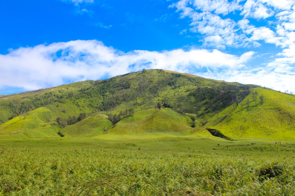 Bukit Teletubbies Bromo