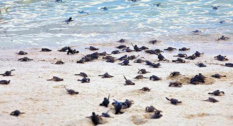 Cara Terbaik Menjelajahi Pantai Sukamade dalam 2 Hari 1 Malam!